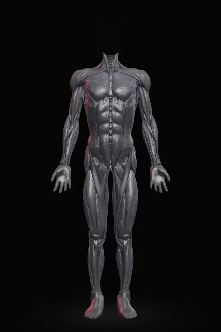 Statue anatomique 3D en graphite, pectoraux illuminés en rouge, vue de face